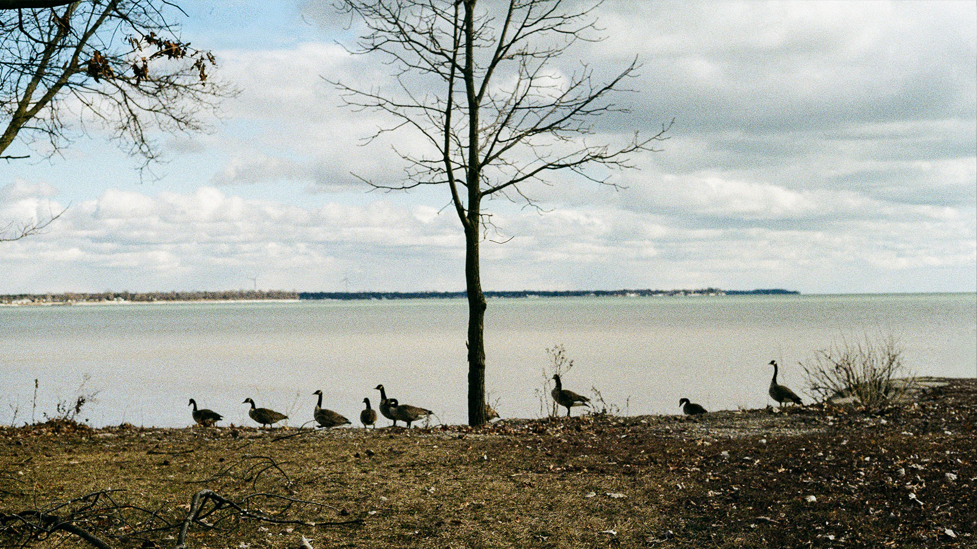 Geese on shore of lake.