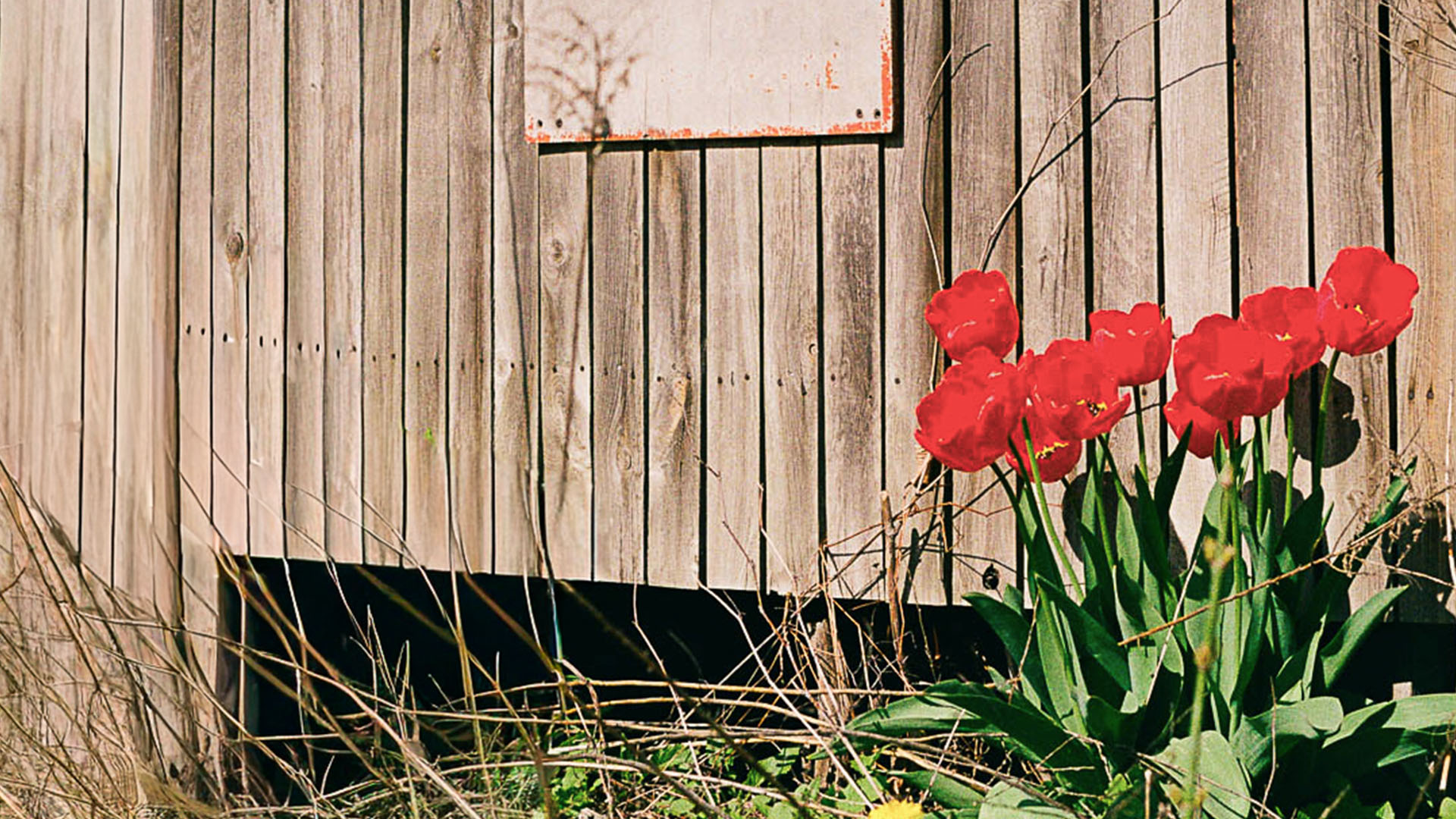 Roses in front of faded fence.