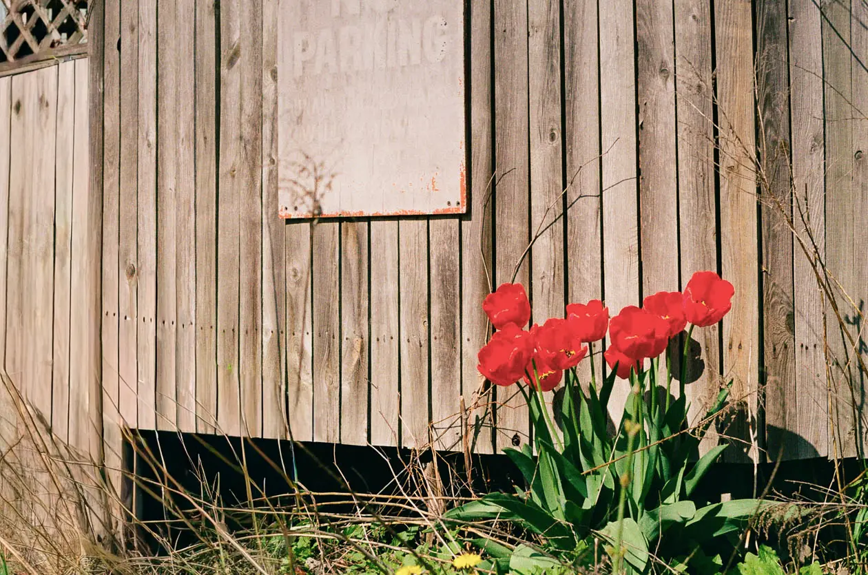 Roses in front of faded fence.